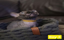 Sphynx cats for sale: 🌟 Sphynx Kittens – 5 Friendly Boys Ready Soon! 🌟 - Image 15