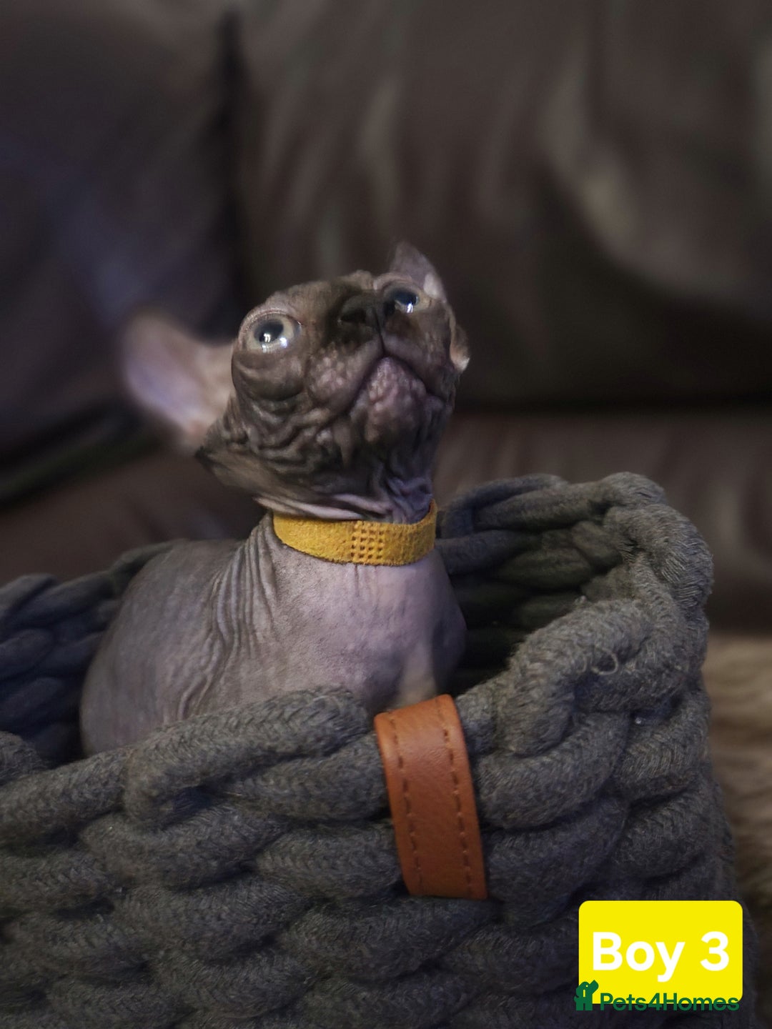 Sphynx cats for sale: 🌟 Sphynx Kittens – 5 Friendly Boys Ready Soon! 🌟 - Image 15