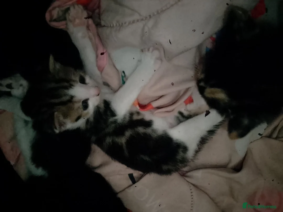 Mixed Breed cats for sale: 1 male and 1 female left - Advert 7