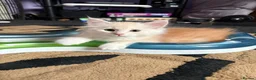 Maine Coon cats for sale: Stunning Maine Coon Kittens - Advert 12