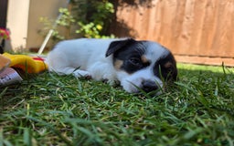 Jack Russell dogs for sale: Tricolour short legs Jack Russell  - Image 13