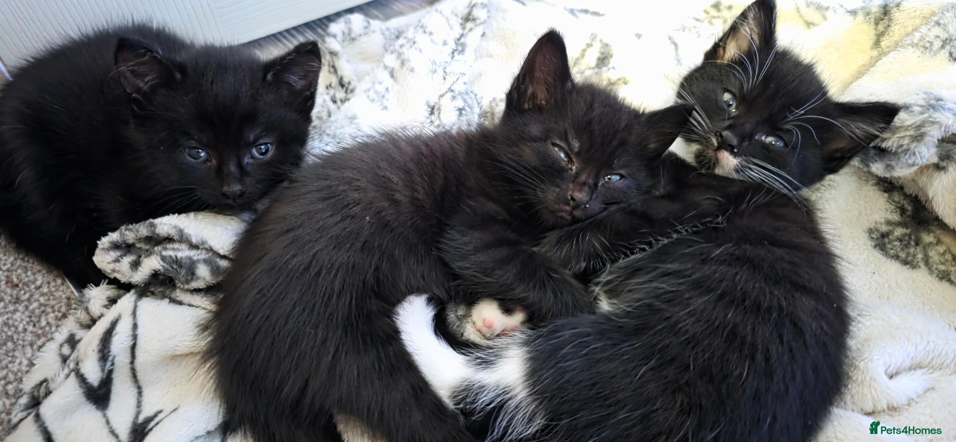 British Shorthair cats 3 male kittens british shorthair black and white - Advert 12