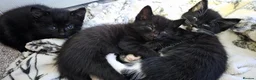 British Shorthair cats for sale: 3 male kittens british shorthair black and white in Uttoxeter - Advert 1