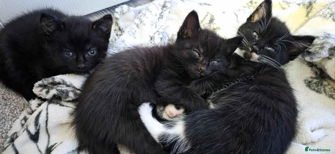British Shorthair cats for sale: 3 male kittens british shorthair black and white in Uttoxeter - Advert 1