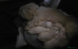 Maltese dogs for sale: 4 puppies bichons maltese - Image 29