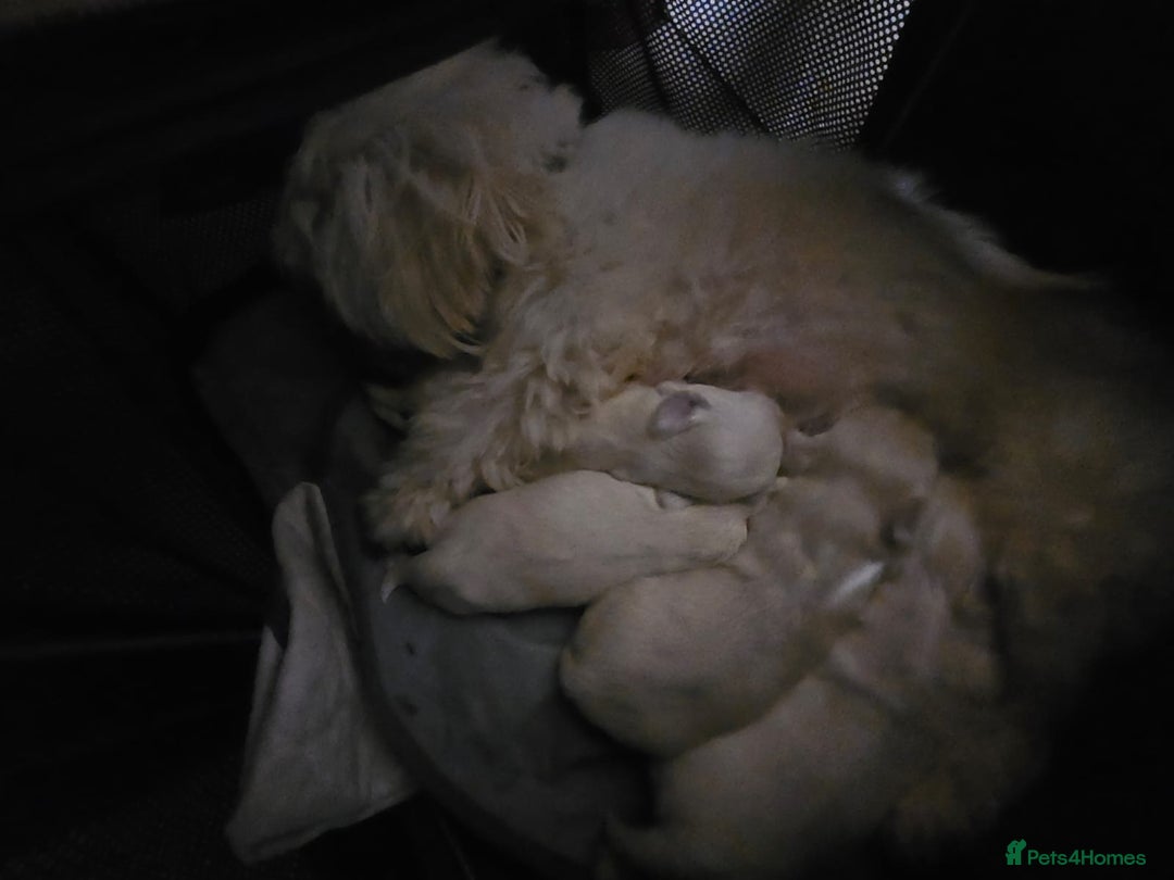 Maltese dogs for sale: 4 puppies bichons maltese - Image 29