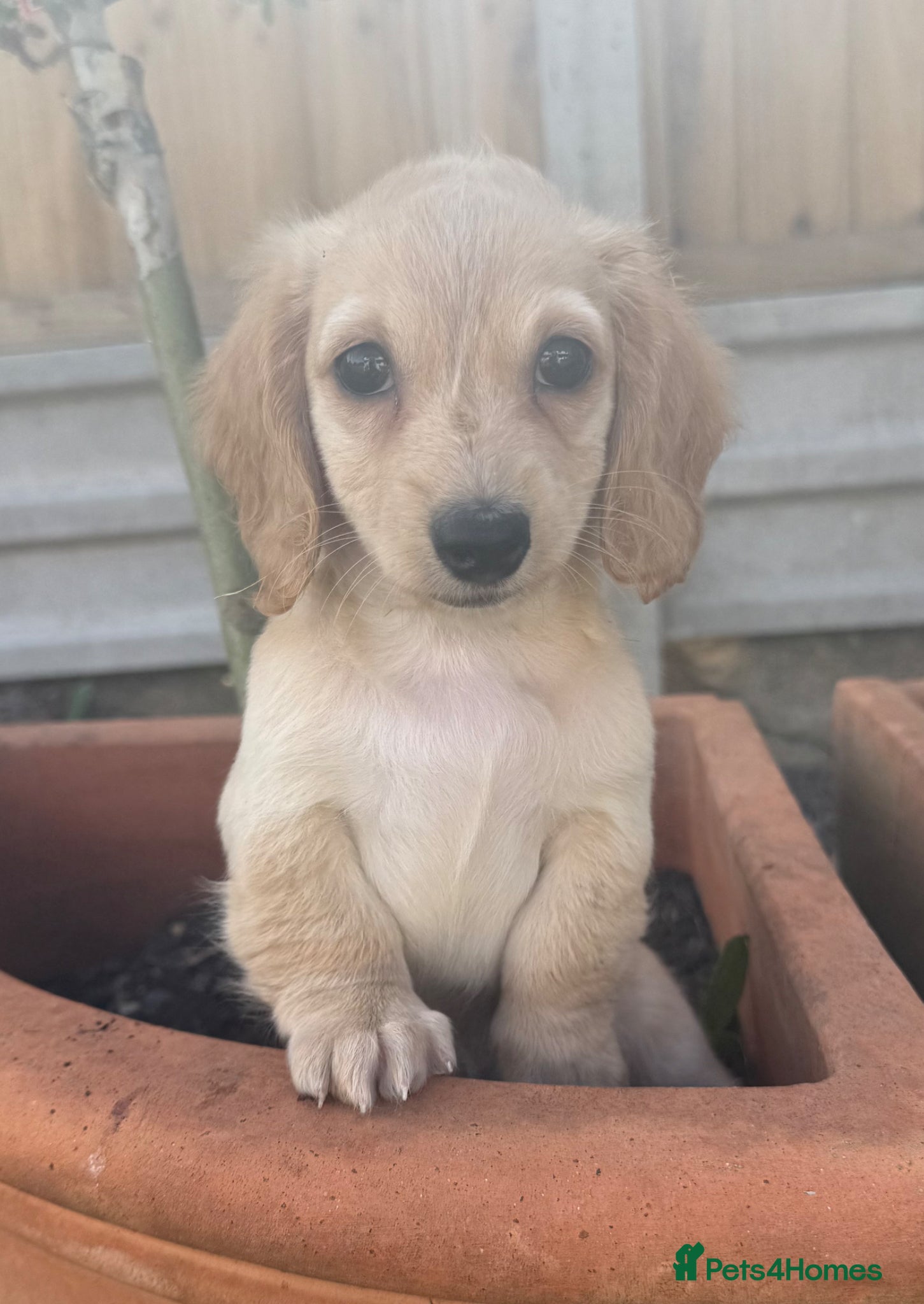 Miniature Dachshund dogs KC cream miniature long haired creams - Advert 3