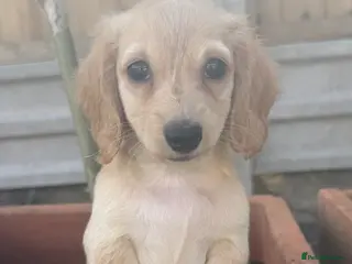 Miniature Dachshund dogs KC cream miniature long haired creams - Advert 2