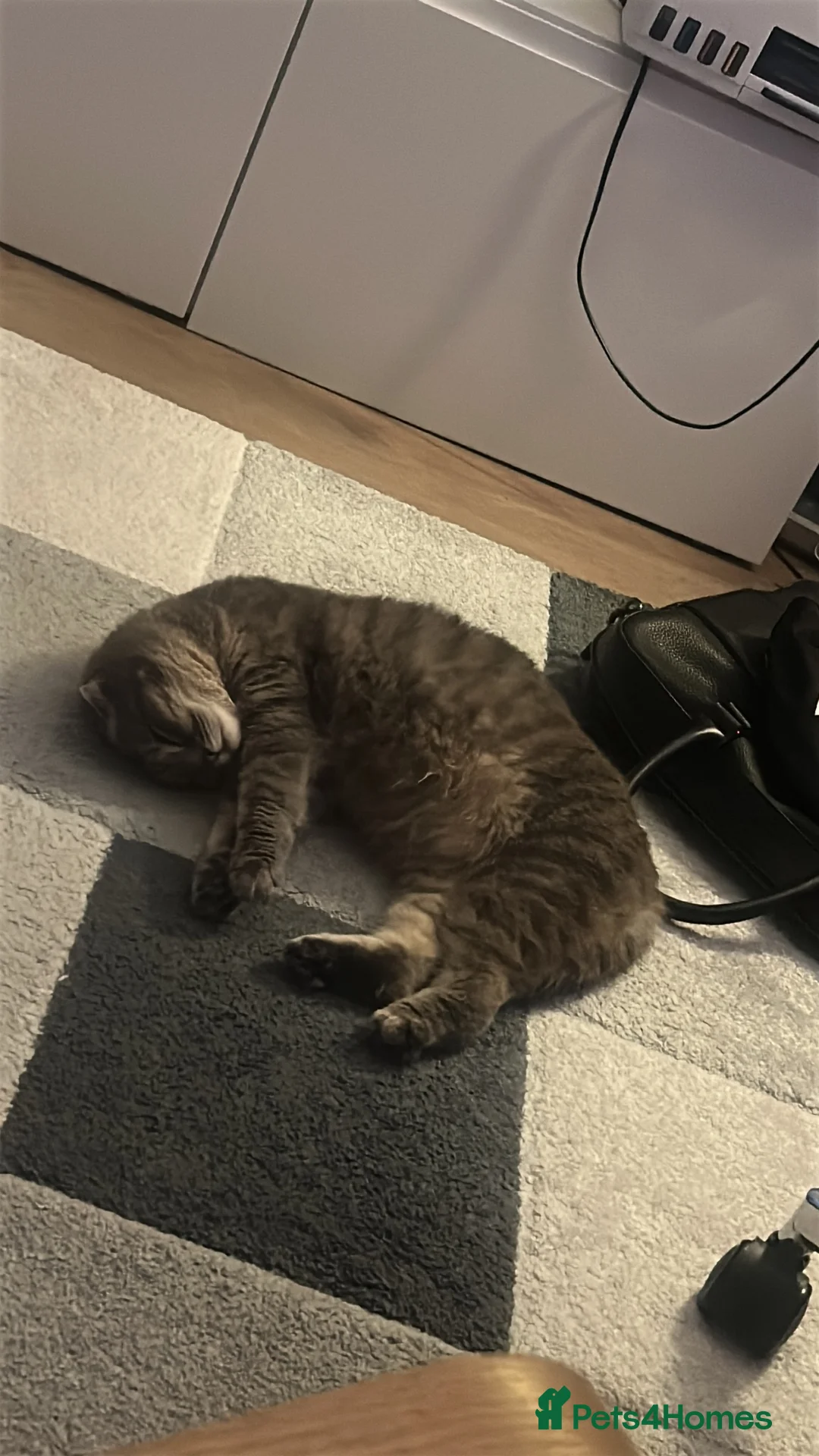 Mixed Breed cats for sale: 3 Beautiful Female Scottish Fold × Tabby Kittens  - Advert 11