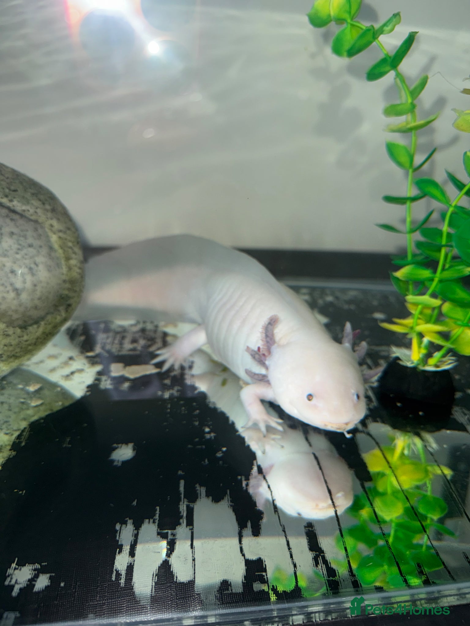 Axolotl reptiles Female axolotl  - Advert 4
