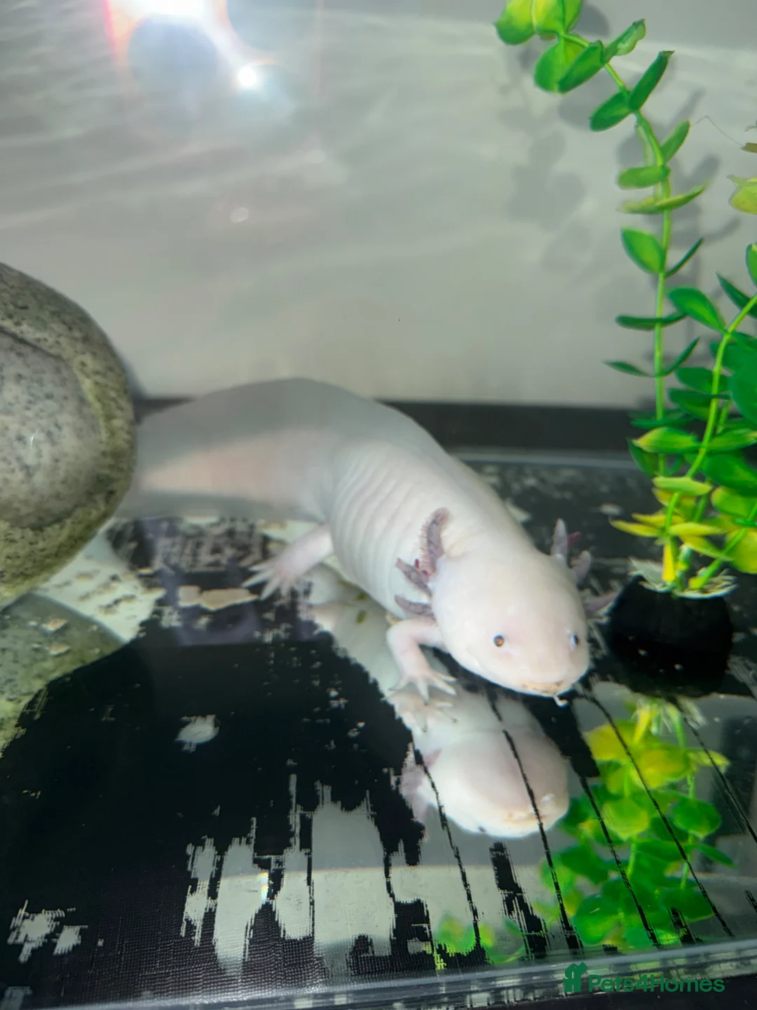 Axolotl reptiles for sale: Female axolotl  - Advert 1