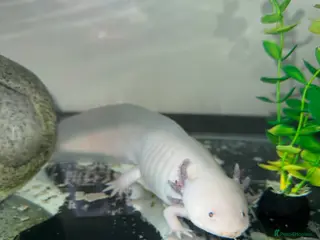 Axolotl reptiles Female axolotl - Advert 6