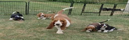 Basset Hound dogs for sale: KC BASSET HOUND PUPPIES  - Advert 17