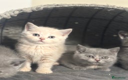 Scottish Fold cats for sale: Gorgeous Scottish kittens available  - Image 13