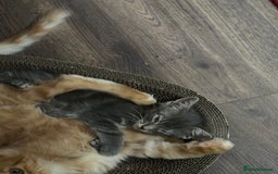 Maine Coon cats for sale: Mainecoon x  - Image 6
