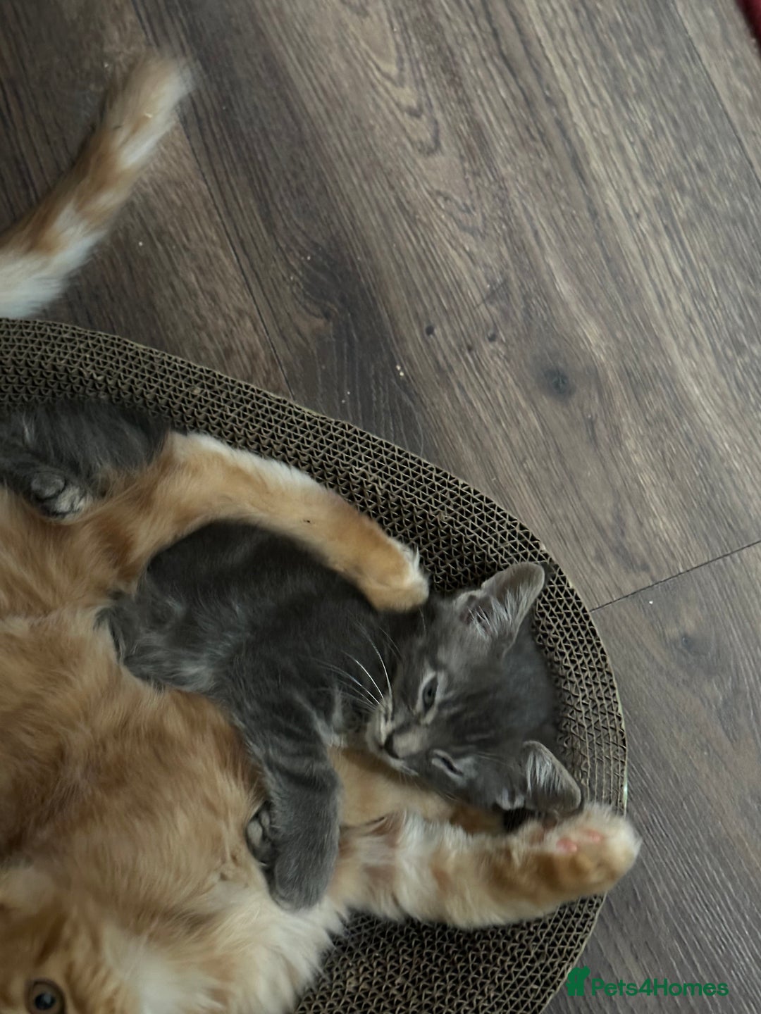 Maine Coon cats for sale: Mainecoon x  - Image 6