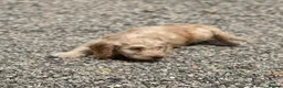 Cockapoo dogs for sale: Stunning Standard Cockapoos  - Advert 9
