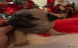 Pug dogs for sale: Pug puppies - Advert 10