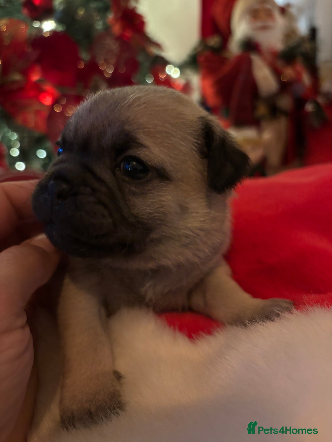 Pug dogs for sale: Pug puppies - Advert 10