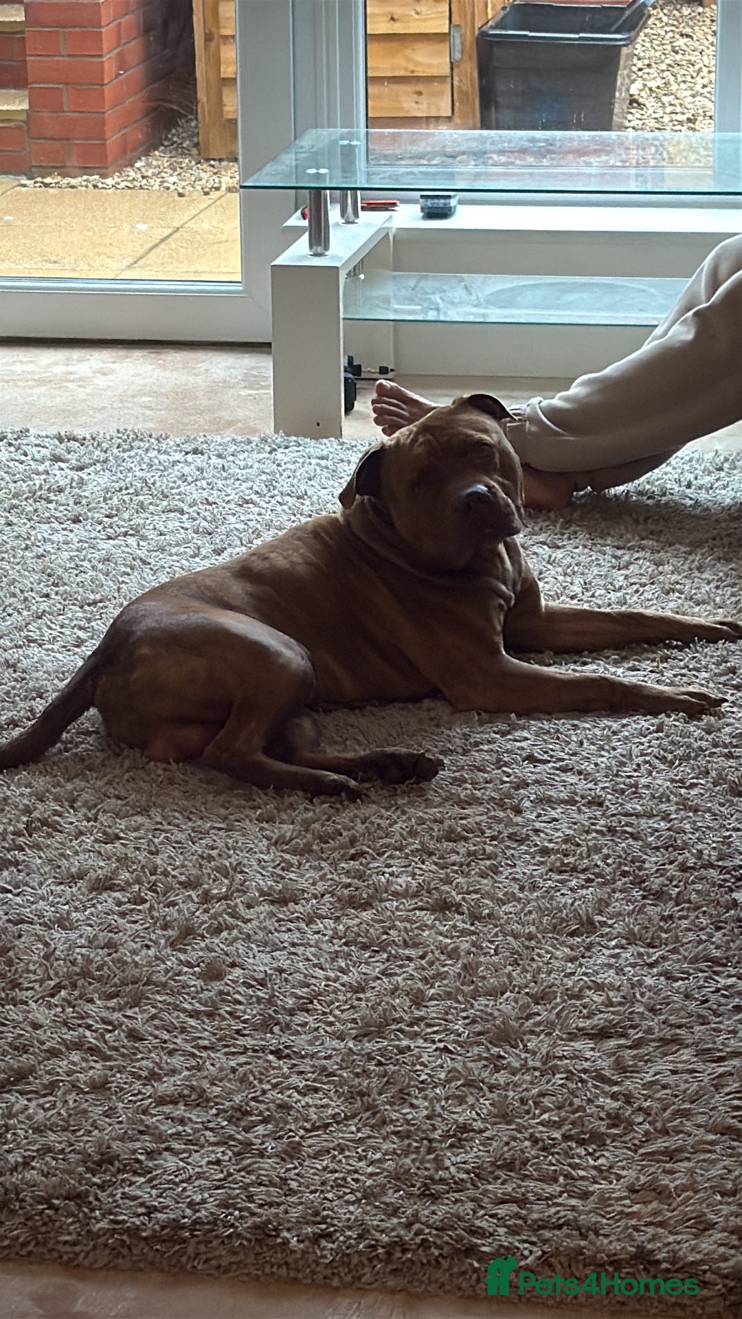 American Bull Staffy dogs for stud: Nelson - Advert 7