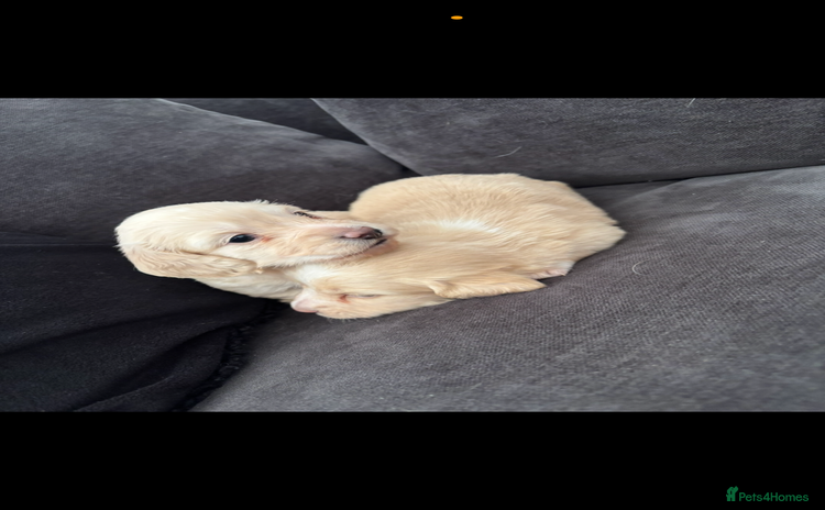 Miniature Dachshund dogs - Advert 3