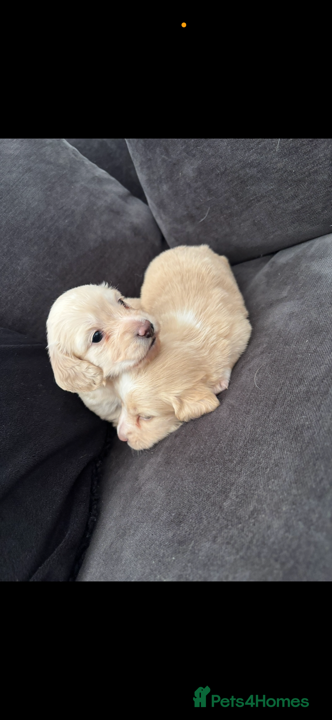 Miniature Dachshund dogs for sale: 2 Beautiful cream dachshunds  - Image 1