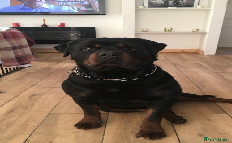 Rottweiler dogs - Advert 1