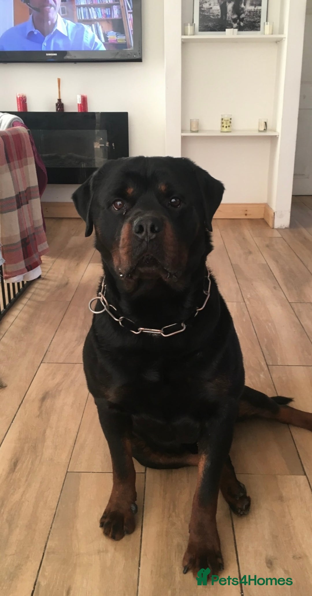 Rottweiler dogs for sale: TOP QUALITY GERMAN PUPS - Image 2
