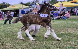Shire horses for sale: Barnsbridge Wilbur Colt Shire foal - Image 2