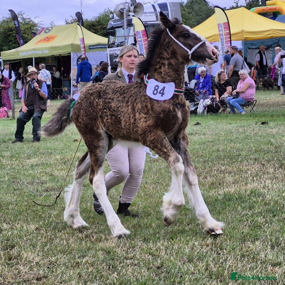 Shire horses for sale: Barnsbridge Wilbur Colt Shire foal - Image 2