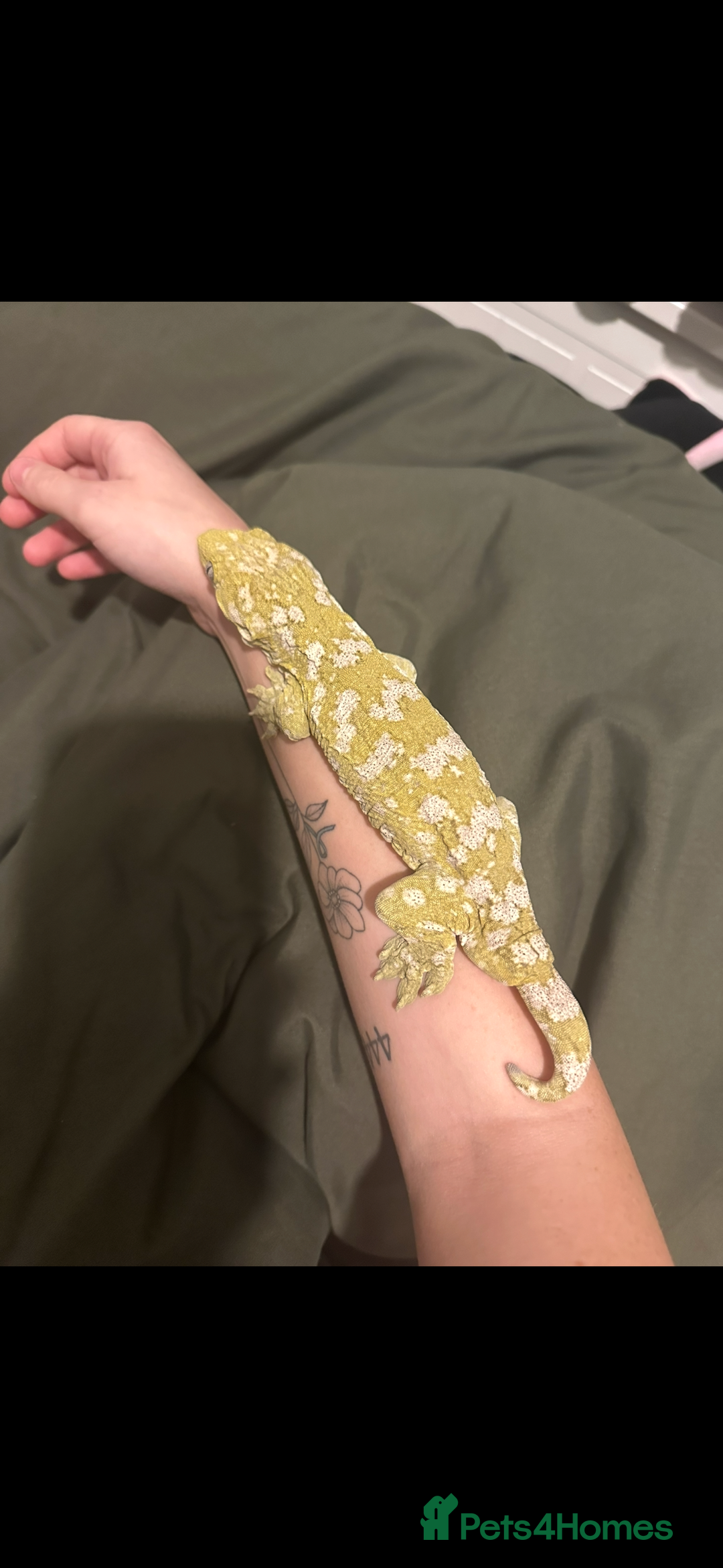 Gecko reptiles for sale: Male leachianus gecko with full set up  - Advert 2