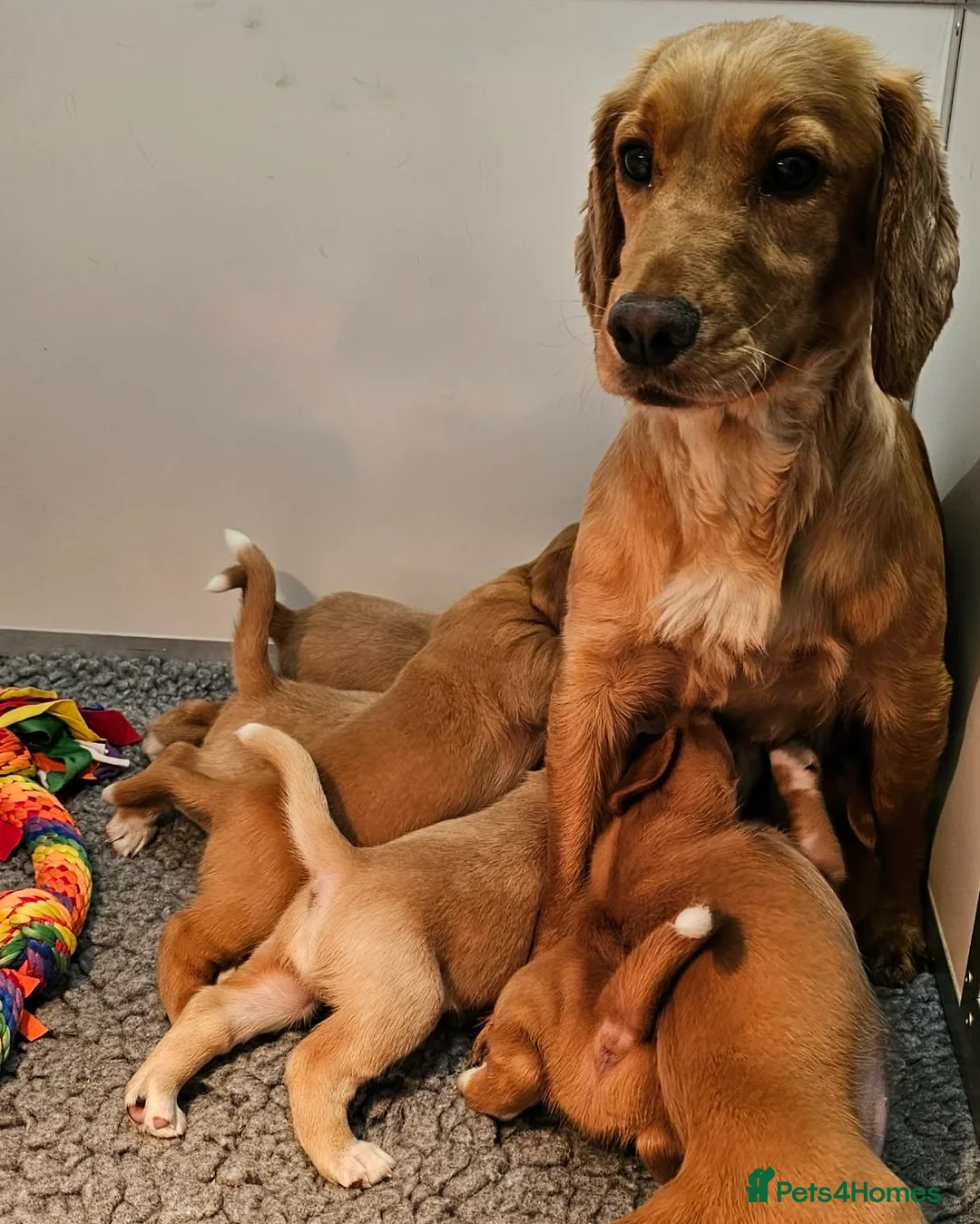 Bocker dogs for sale: Beautiful Red Bocker Pups - Ready 18.02.26 - Advert 5