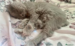 Scottish Fold cats for sale: Lovely girl looking for home - Image 4