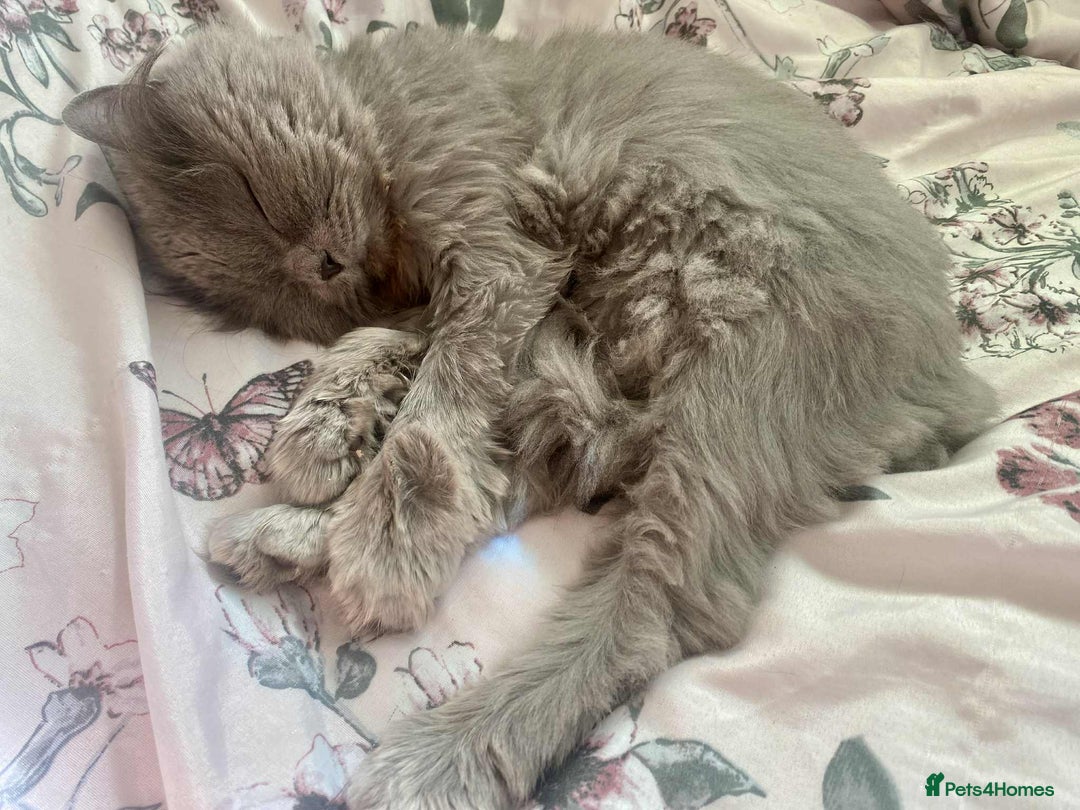 Scottish Fold cats for sale: Lovely girl looking for home - Image 4
