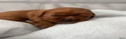 Cavalier King Charles Spaniel dogs for sale: Cavalier King Charles Spaniel puppies  - Advert 22