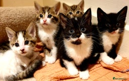 Mixed Breed cats for sale: 5 Gorgeous & Playful Kittens - Image 13