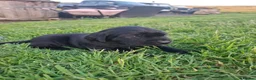 Labrador Retriever dogs for sale: Beautiful KC Registered Black Labrador Puppies - Advert 5