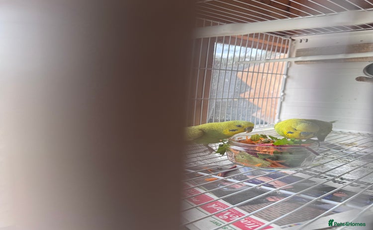 Budgerigars birds - Advert 2
