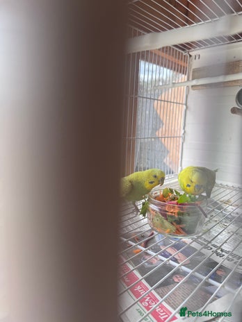 Budgerigars birds - Advert 4