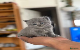 British Shorthair cats for sale: Adorable British shorthair kittens  - Image 3