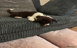 Sprollie dogs for sale: Female Sprollie puppy - Image 4