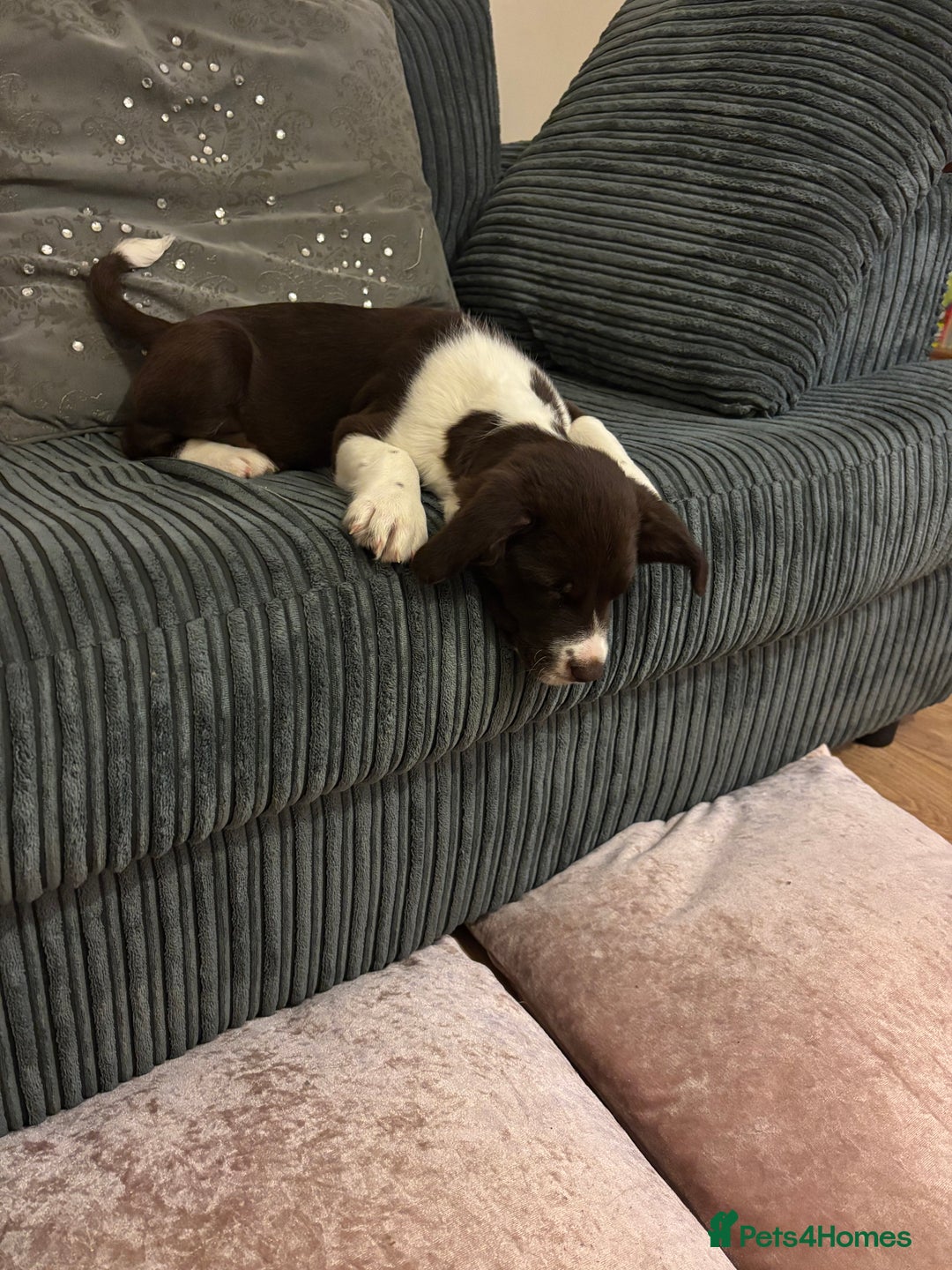 Sprollie dogs for sale: Female Sprollie puppy - Image 4