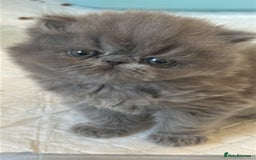 Persian cats for sale: Pure Bred Persian Babies GCCF Registered Breeder - Image 2