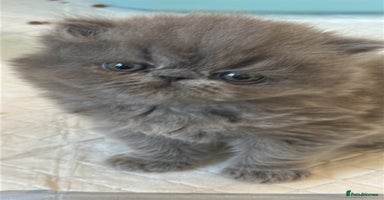 Persian cats - Advert 14
