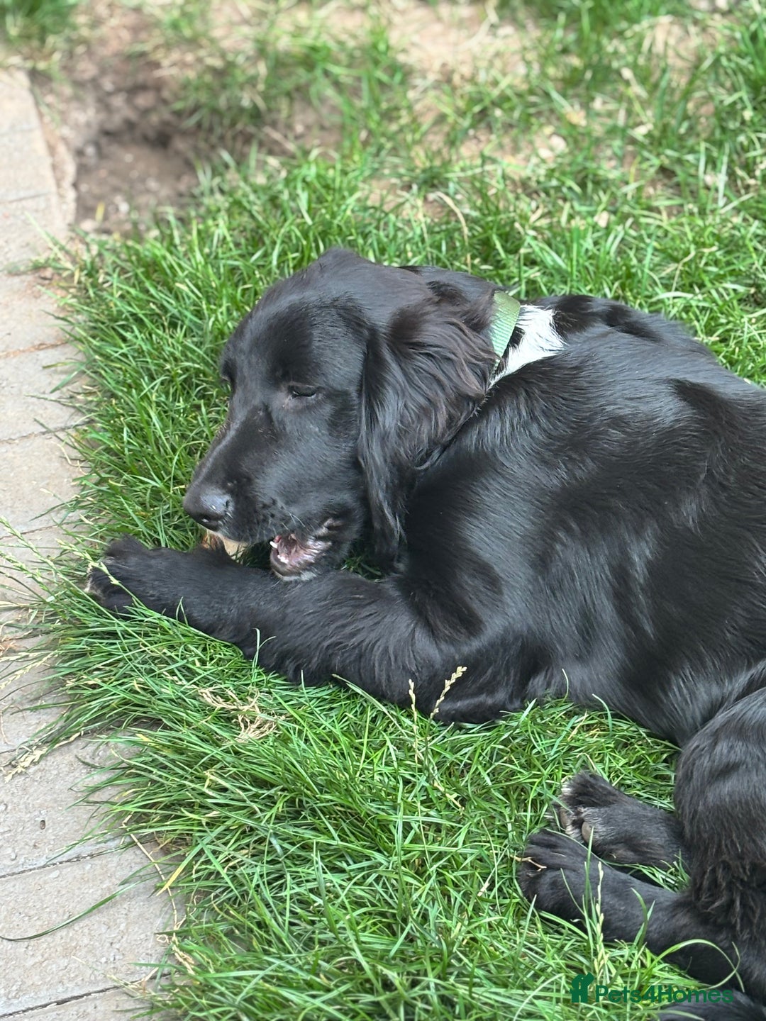 Mixed Breed dogs for sale: Spangold retrievers in Stourport-on-Severn - Image 7