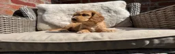 Cocker Spaniel dogs for sale: Stunning cocker pups kc reg ready now - Advert 12