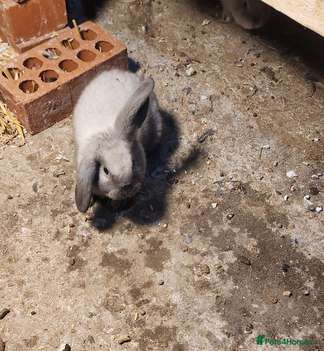 Mixed Breed rabbits for sale: Adorable Mixed Breed Baby Rabbits - Born October  - Advert 6