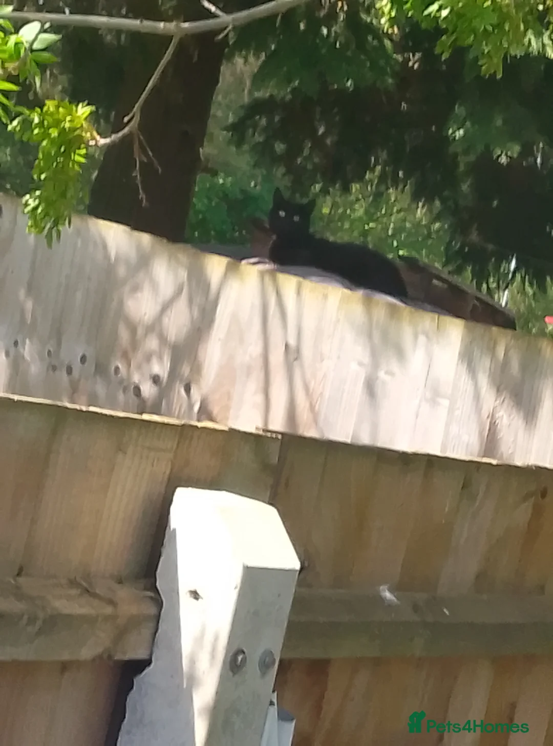 Bombay cats for sale: Beautiful 3 year old Bombay male in Northampton - Advert 2