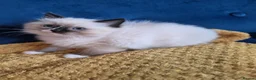 Ragdoll cats for sale: Registered Ragdoll Kittens  - Advert 23