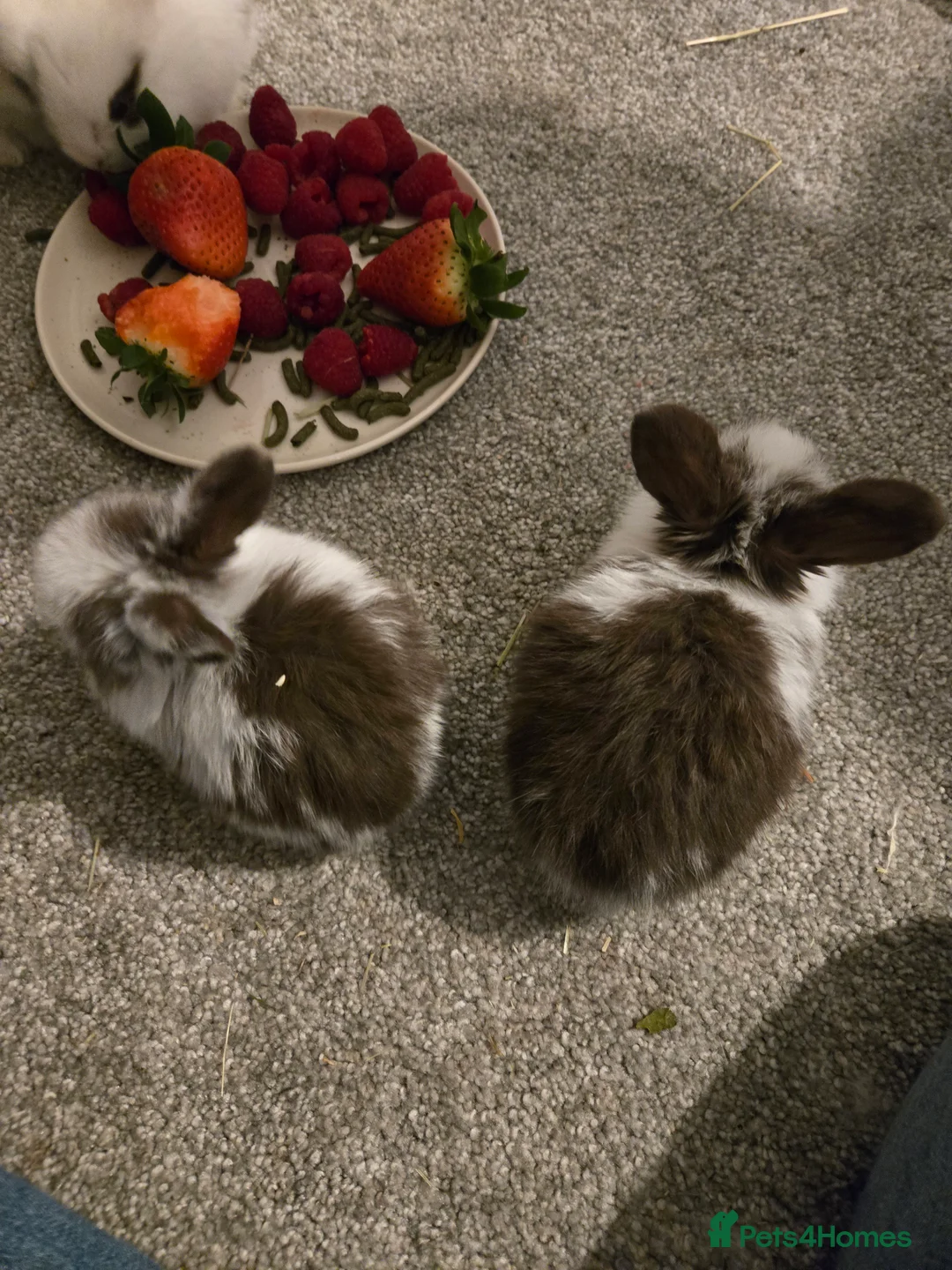 Mini Lop rabbits for sale: Mini lop bunnies  in Hinckley - Advert 21